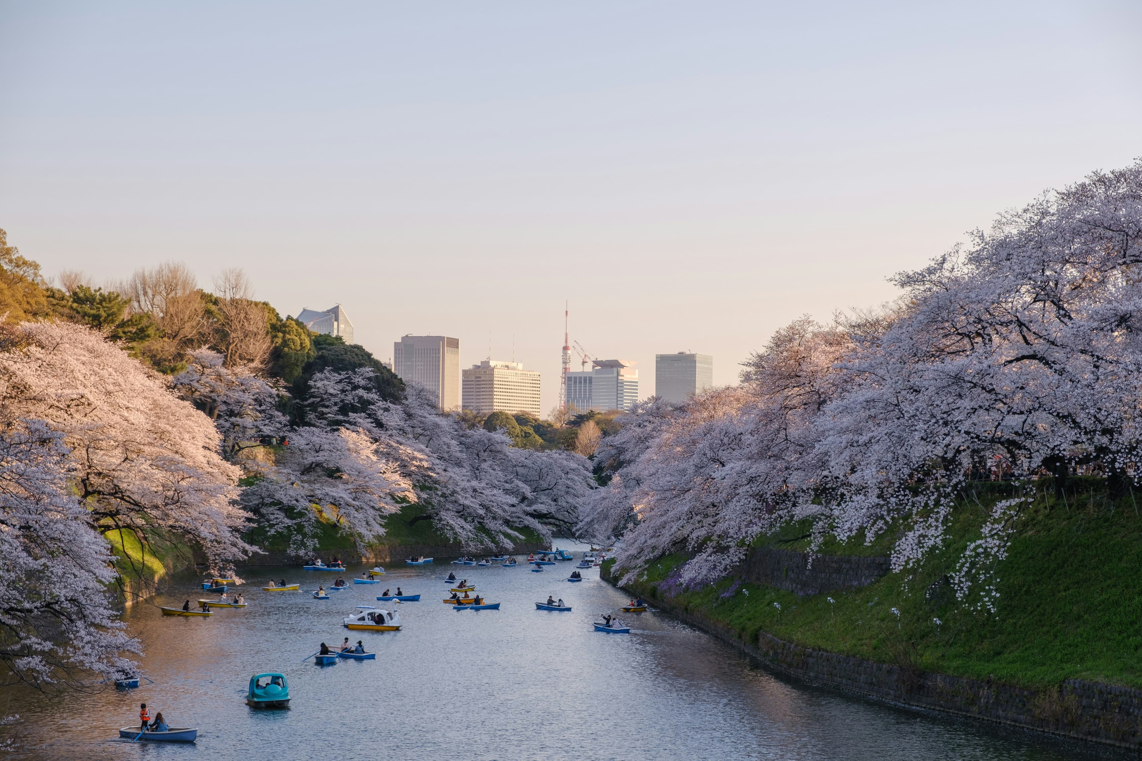 Cherry blossoms in Tokyo