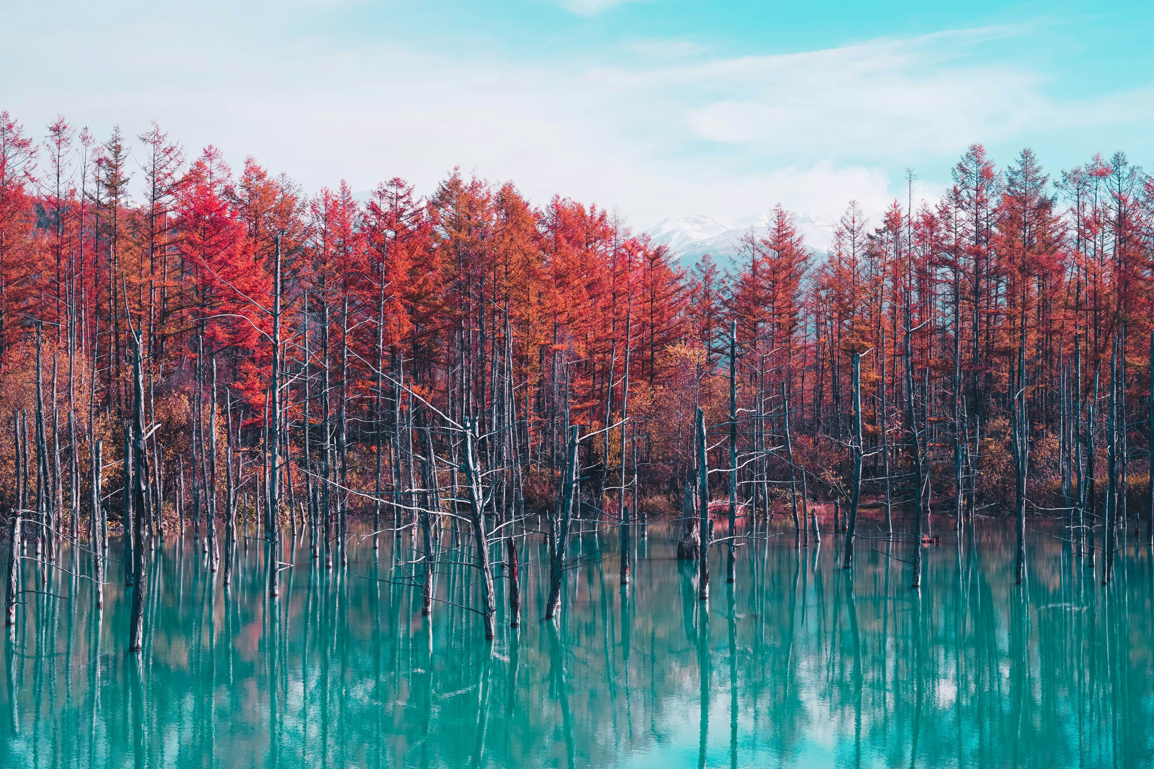 Blue Pond, Biei, Hokkaido