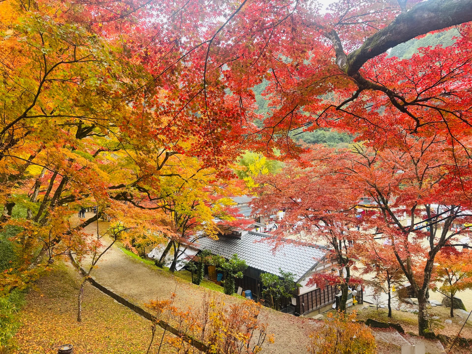 Japanese experiences curated by Mizuki Travel