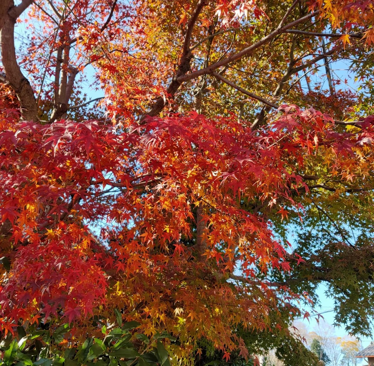 Kyoto in Crimson