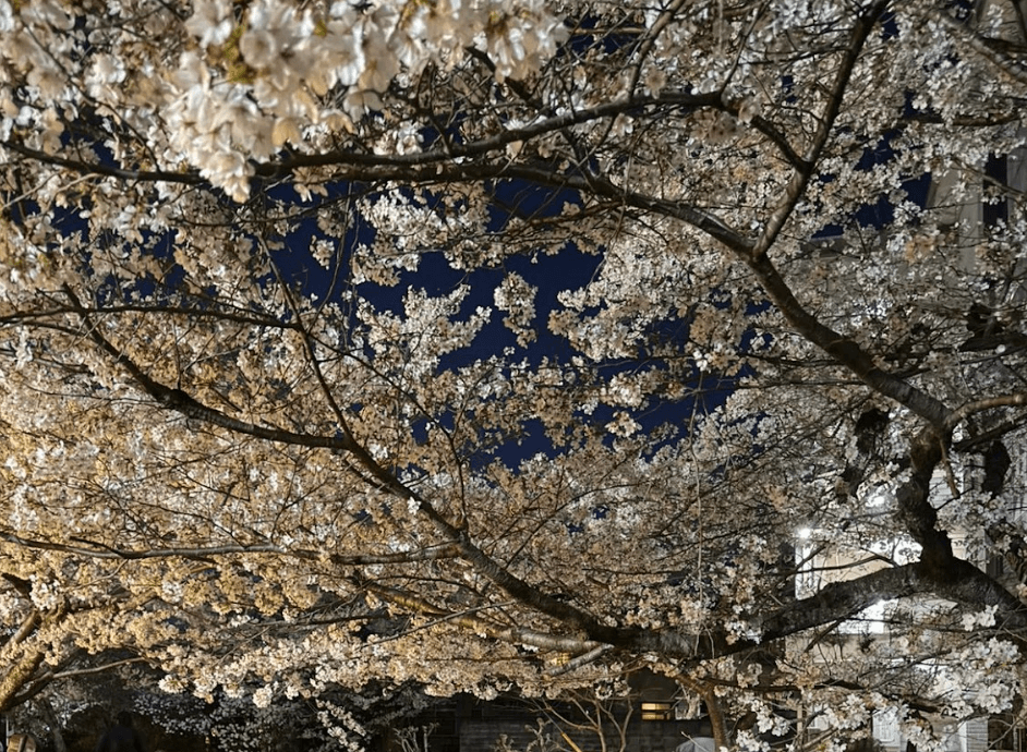 Tokyo Sakura Reverie