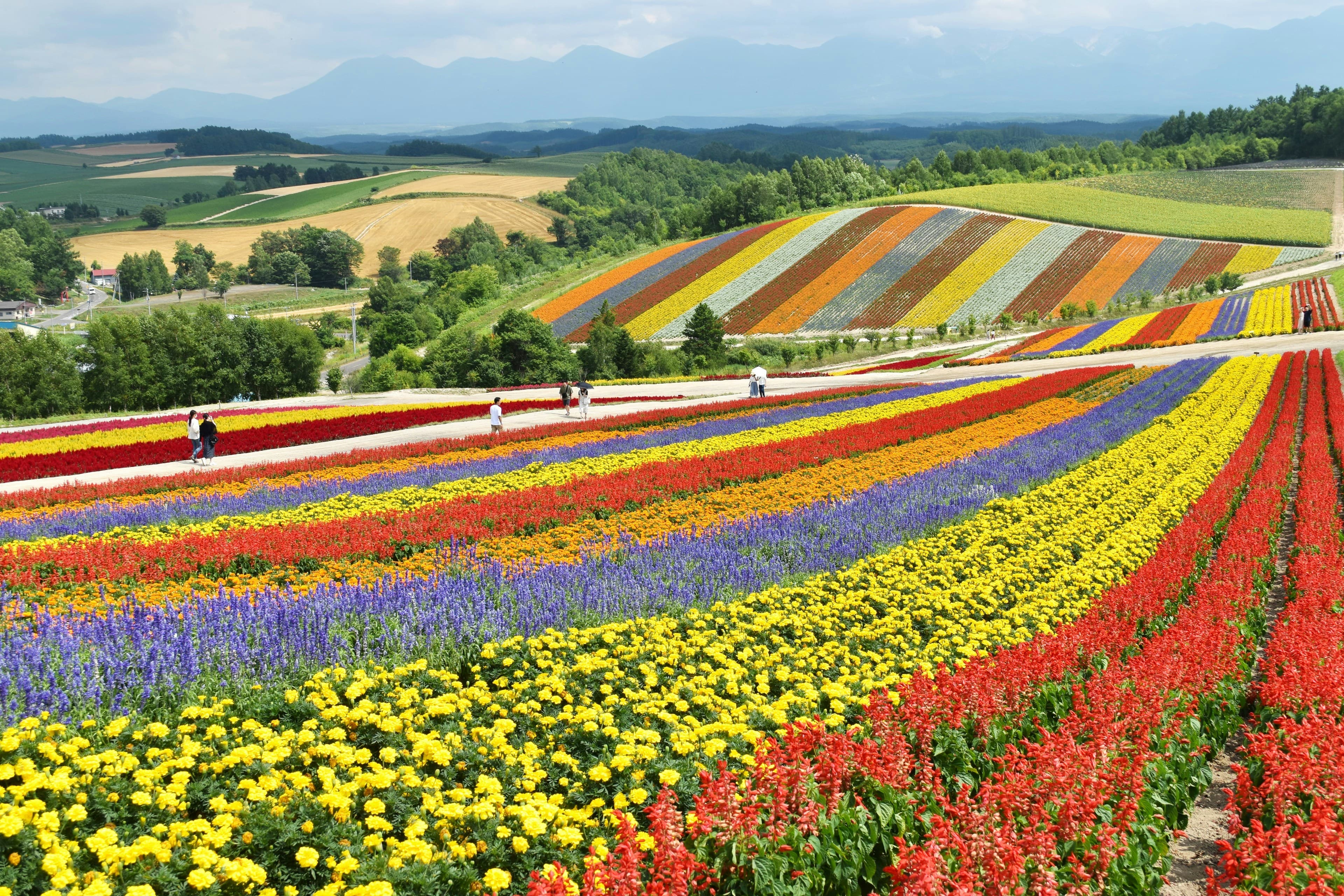 Hokkaido flower fields